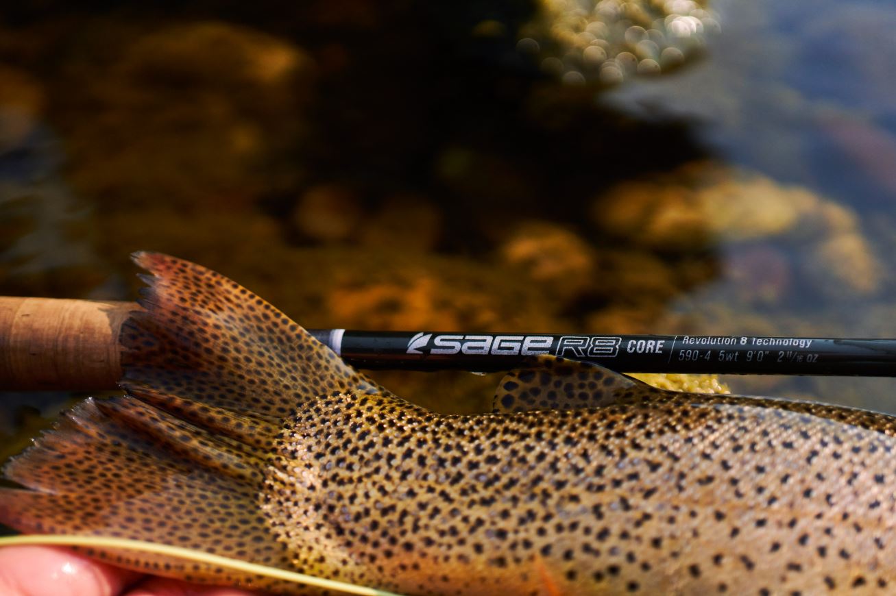 Shop Sage Rods
